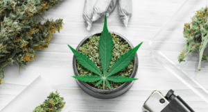 Fünf erfolgreiche Cannapreneure