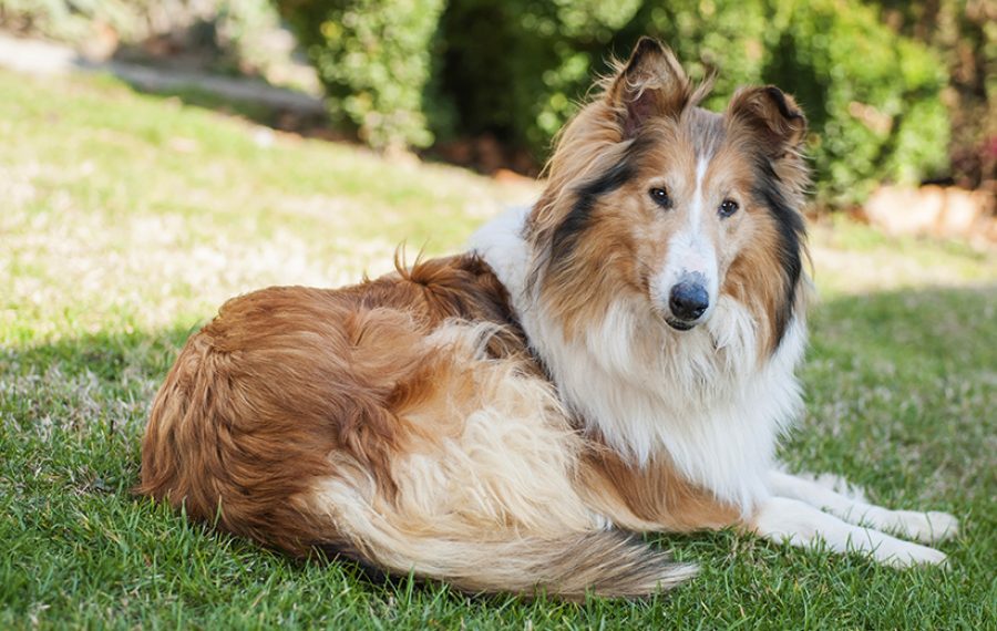Collie