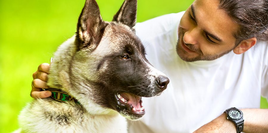 Man and Akita Inu dog  walk in the park. He keeps the dog on the