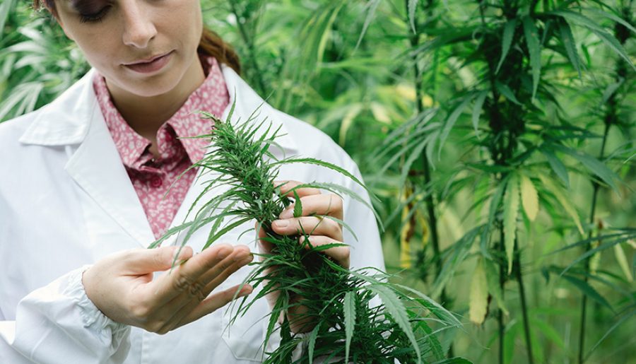 Depositphotos_stokkete_Frau-mit-Cannabis