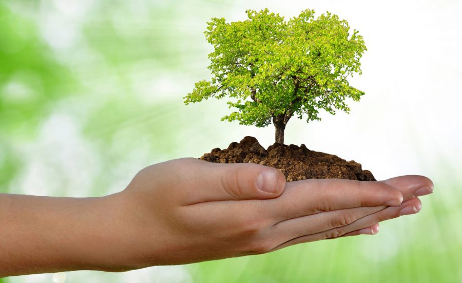 Growing tree in hand